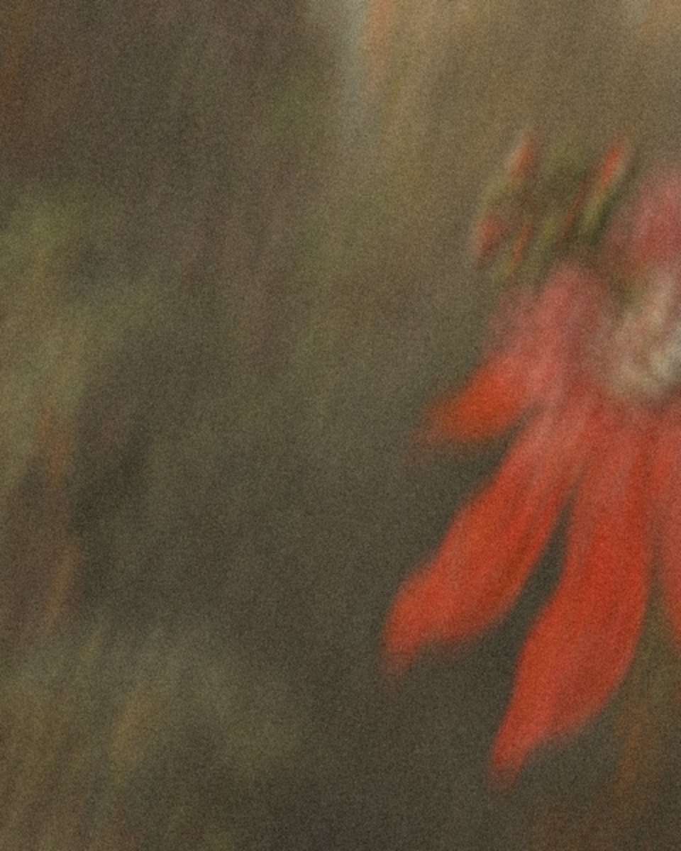 En röd passionsblomma, i rörelseoskärpa